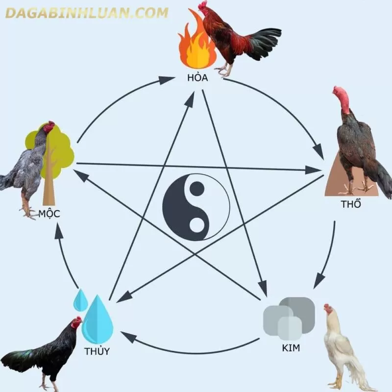 Những chú gà dành cho người mệnh Hỏa cần phải có gam màu nóng chẳng hạn như đỏ, cam, hồng, tím.