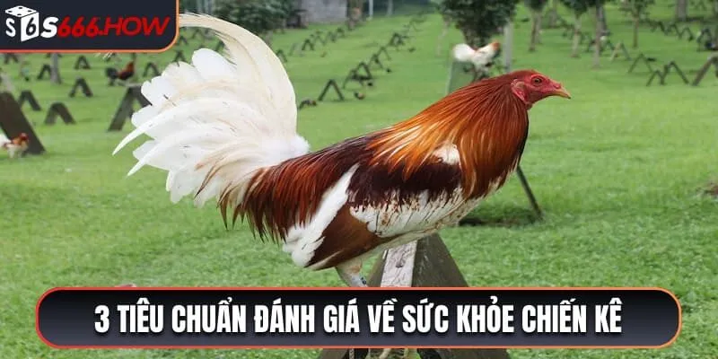 3 tiêu chuẩn đánh giá về sức khỏe chiến kê