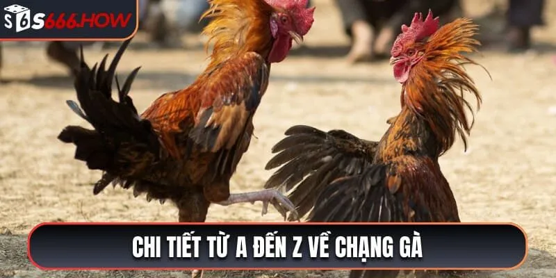 Chi tiết từ A đến Z về chạng gà