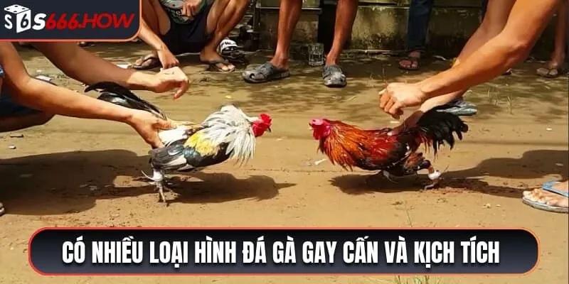 Có nhiều loại hình đá gà gay cấn và kịch tính