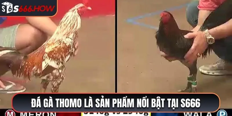 Các trận đấu nổi bật tại sảnh đá gà S666