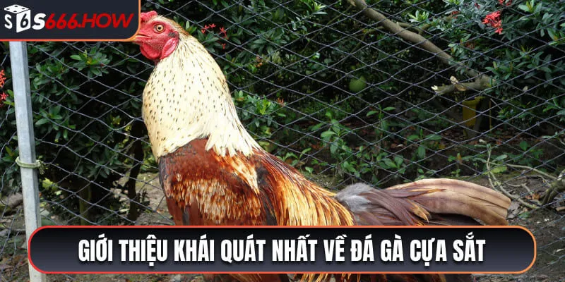 Giới thiệu khái quát nhất về đá gà cựa sắt