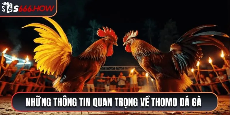 Những thông tin quan trọng về Thomo đá gà